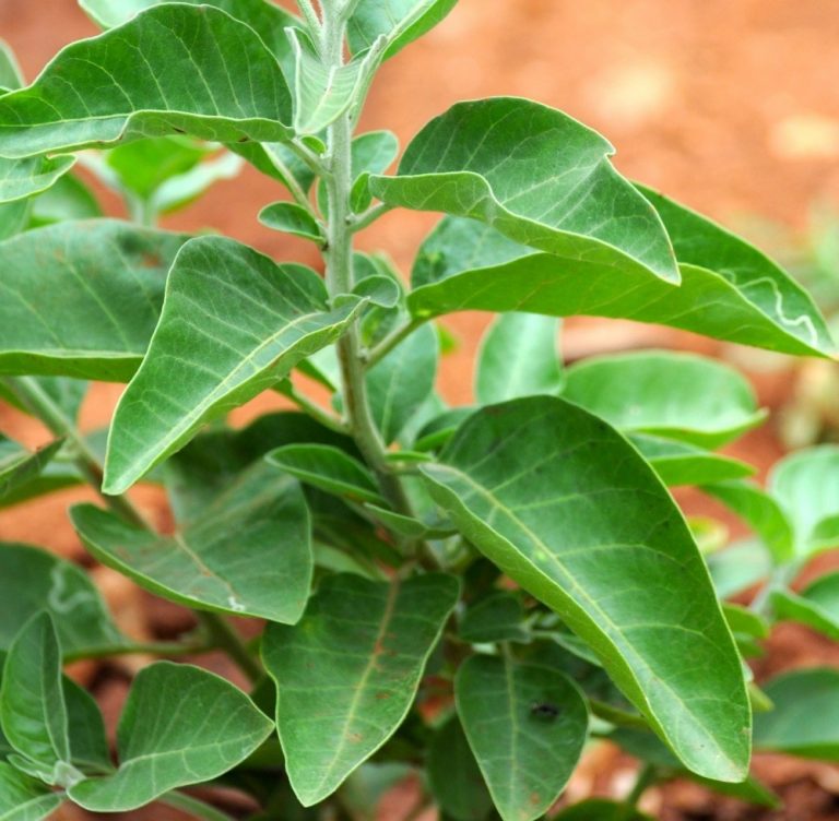 ashwagandha plante